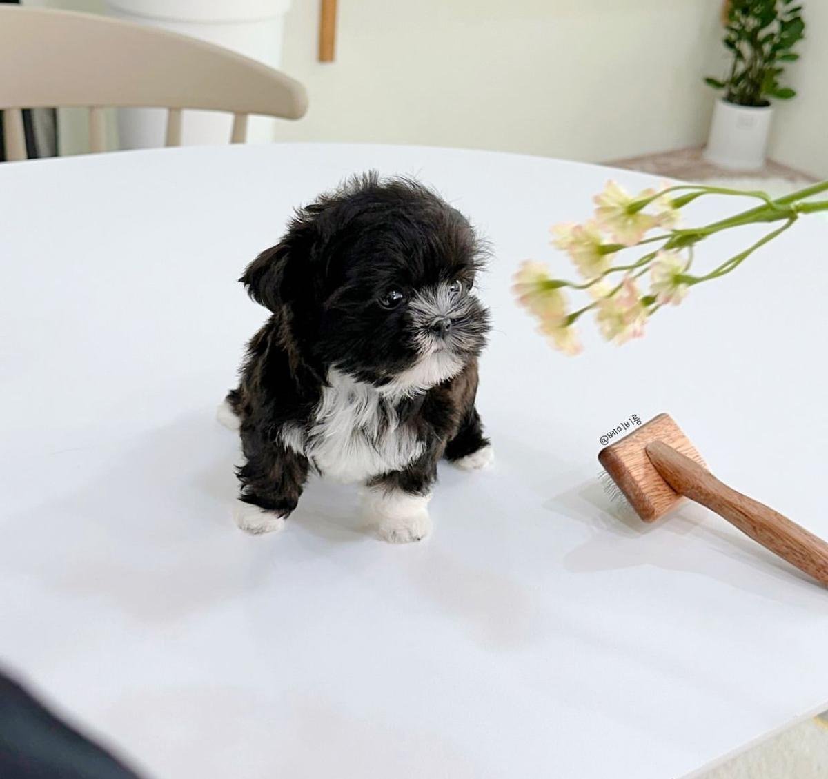 Zara - Teacup Poodle for Sale