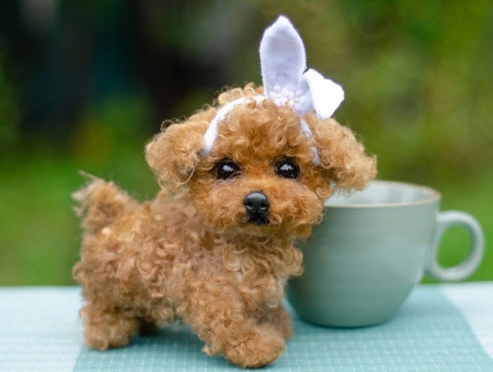 One of our teacup poodles for sale