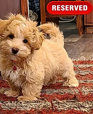 Toy Poodles For Sale - Adorable Apple, a reserved puppy.