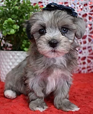Toy Poodles For Sale - Adorable Harley Poodle Puppy