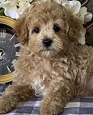 Cute Toy Poodles For Sale, including Marley, available now.