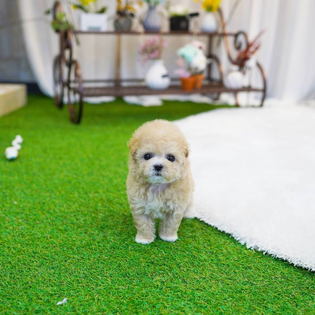 Coco - Teacup Poodle for Sale