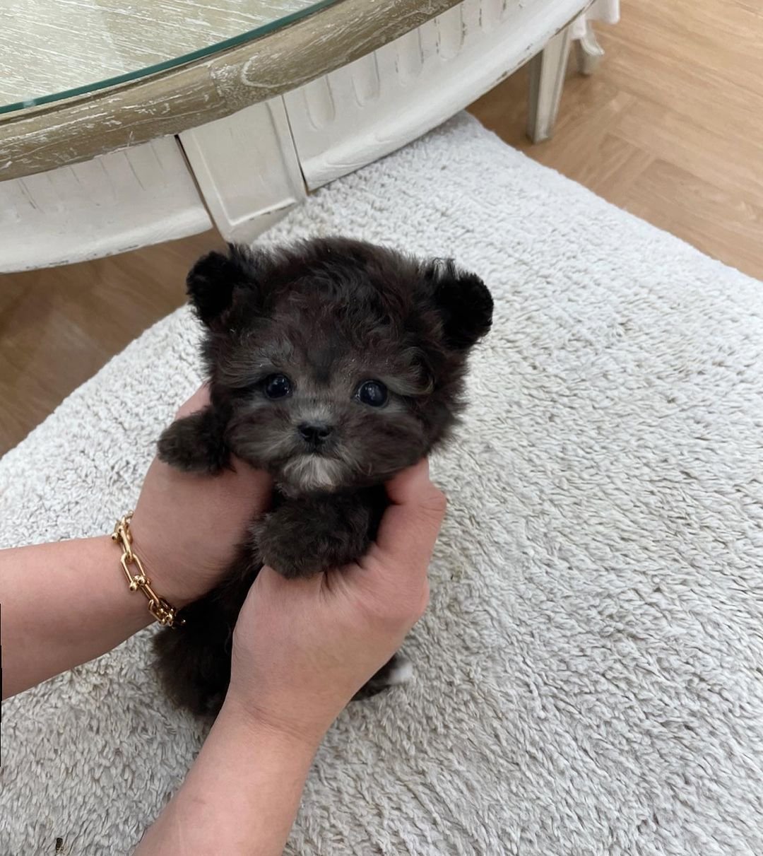 Helena - Teacup Poodle for Sale