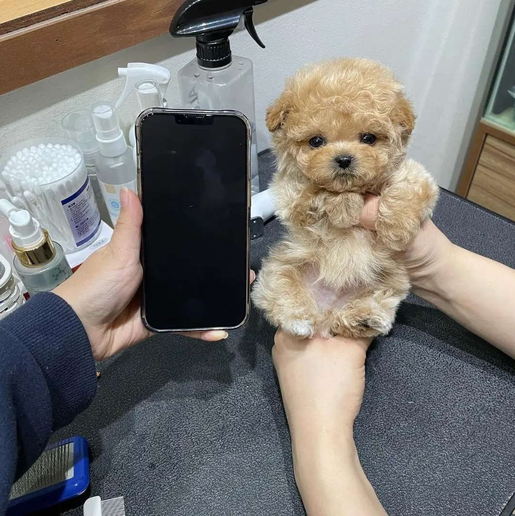 Peanut - Teacup Poodle Sold