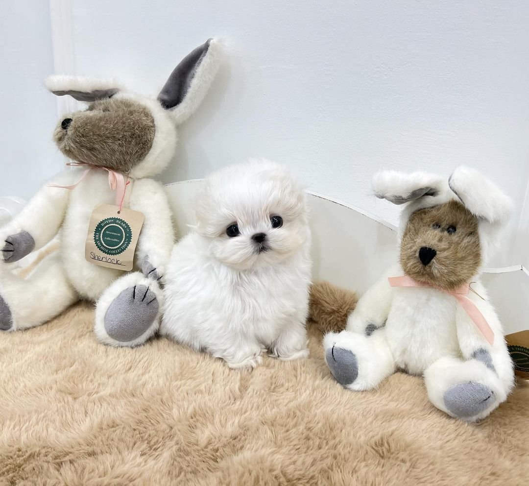 Valentina - Teacup Poodle Sold