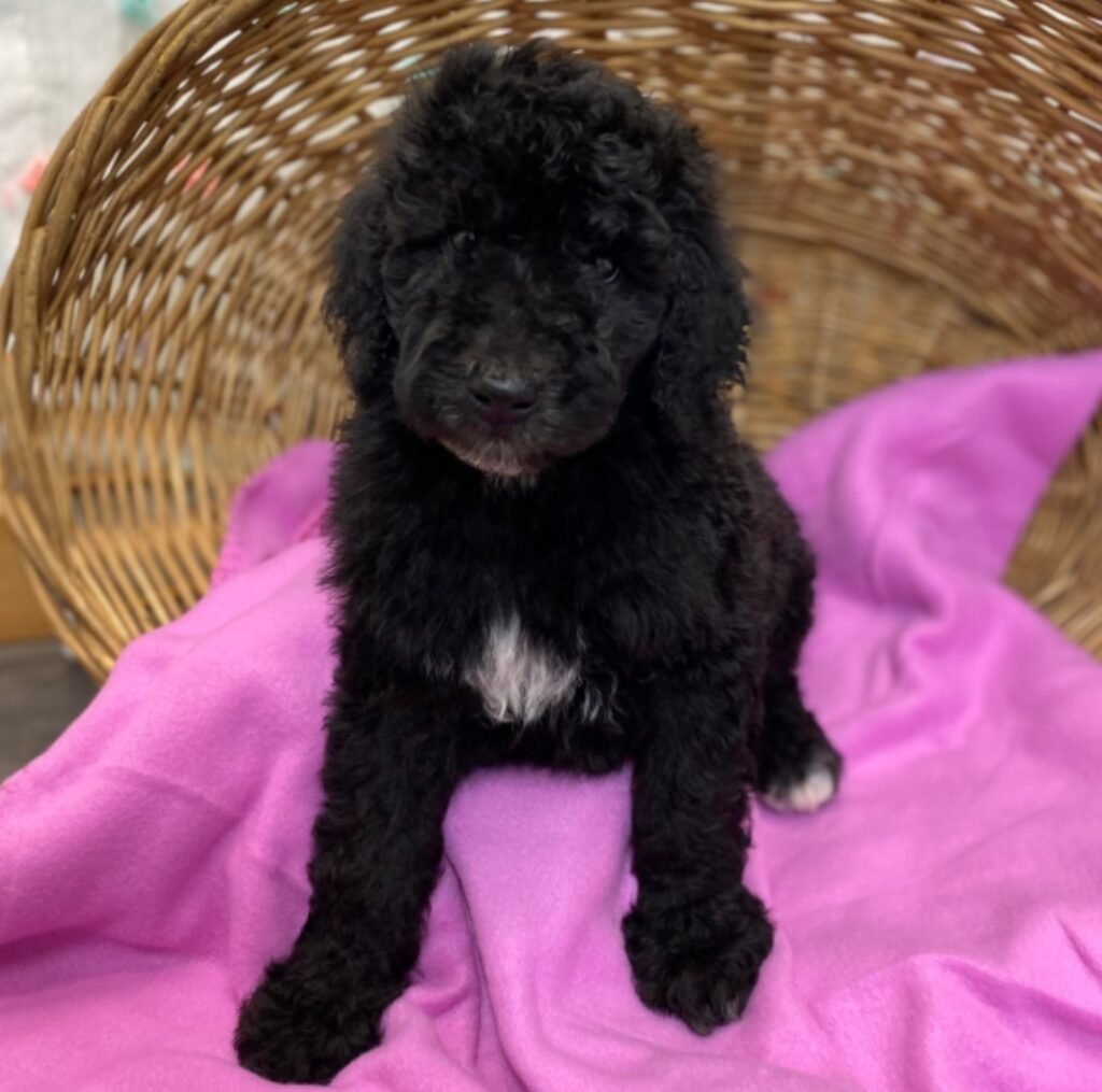 "Adorable standard poodles for sale, showcasing playful puppies in a bright and inviting setting."