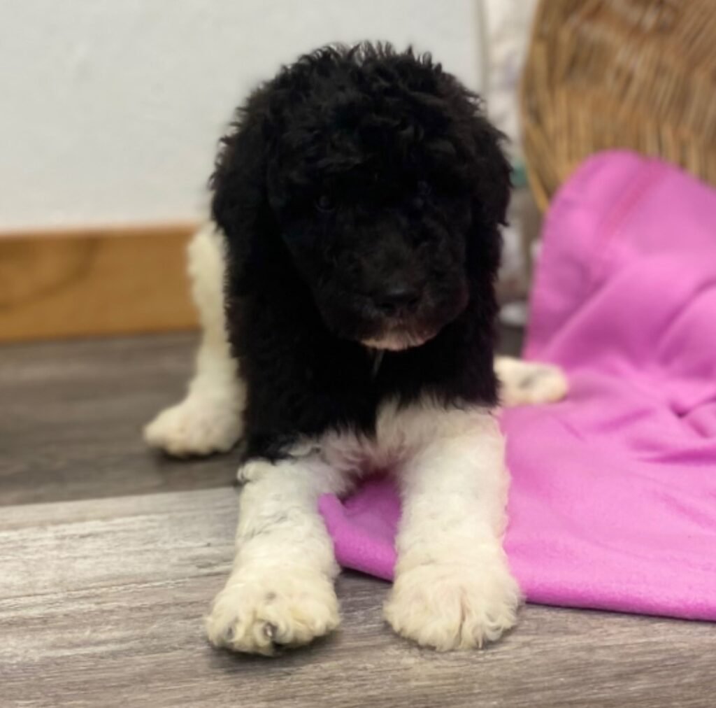 "Adorable standard poodles for sale, showcasing their playful nature and beautiful coats in a sunny outdoor setting."