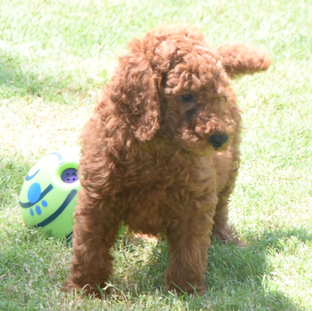 Bijour - Standard Poodle For Sale
