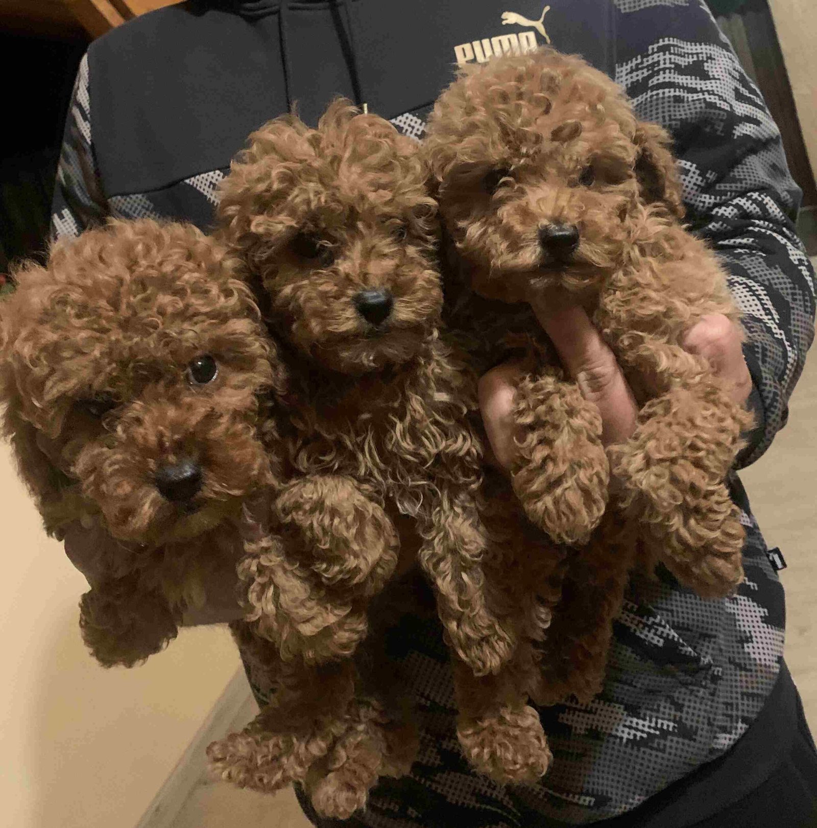 red teacup poodles near you