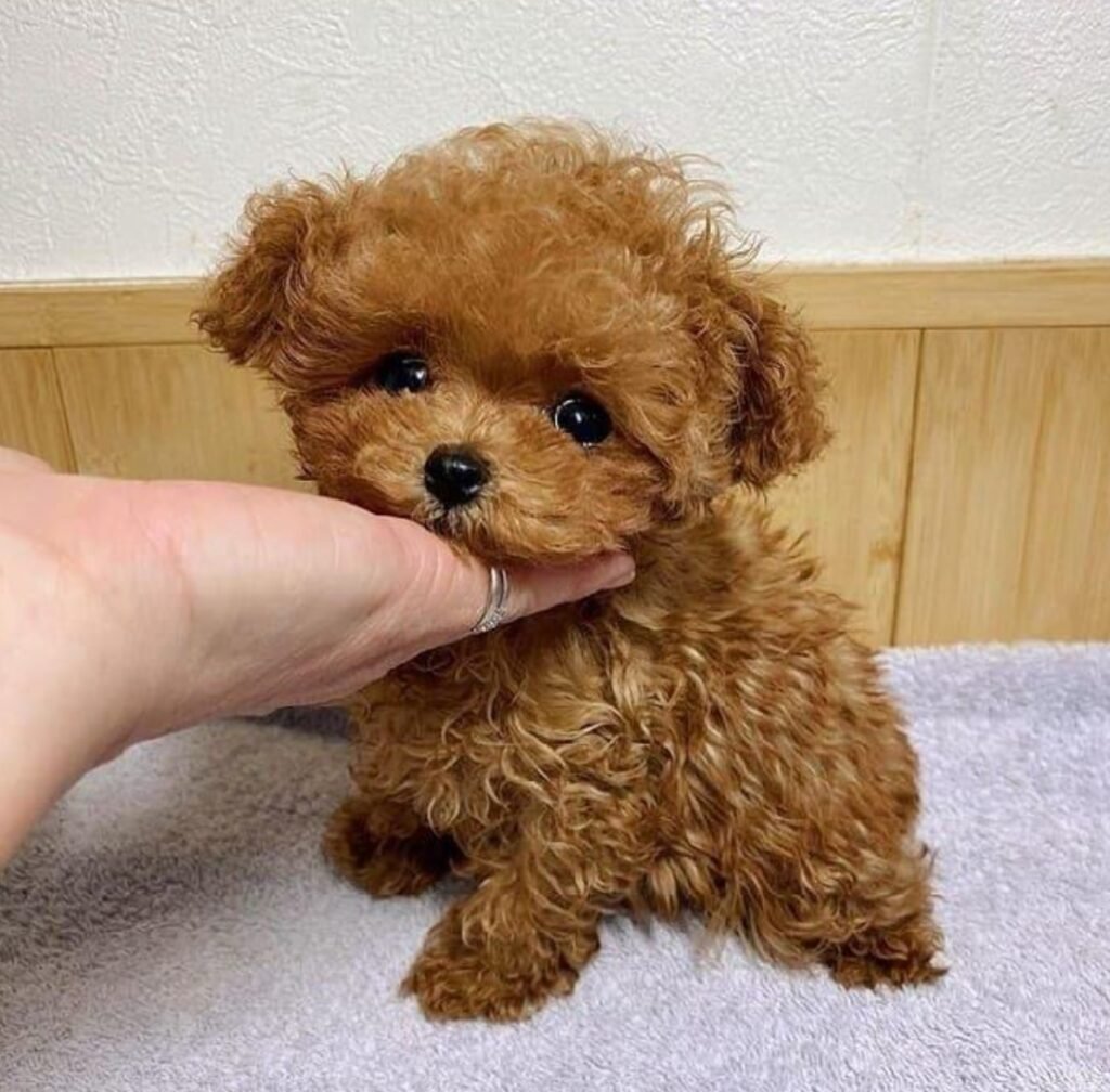 Teacup poodle for sale