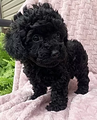 Queen B - Toy Poodle For Sale